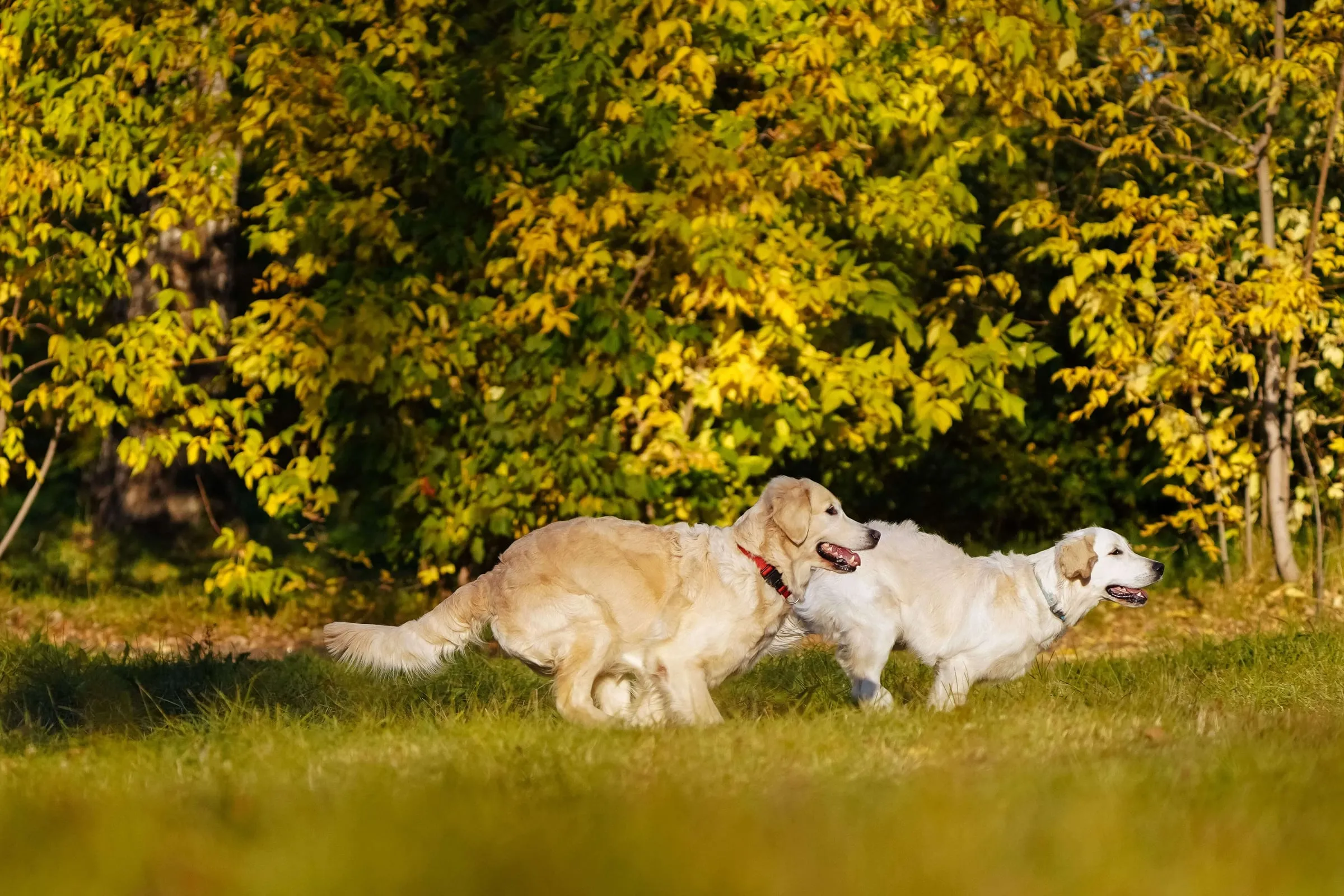Twee golden retrievers rennen over het gras