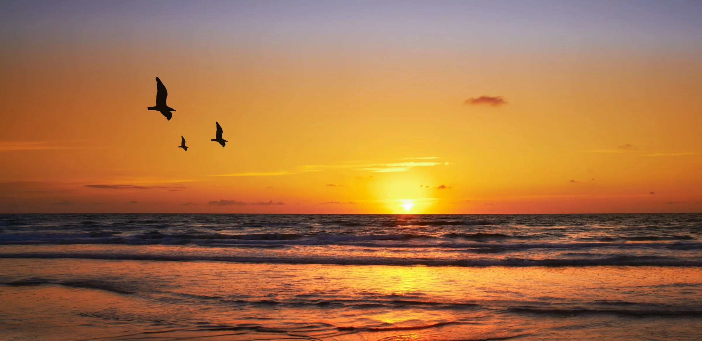 Zonsondergang boven de zee met meeuwen