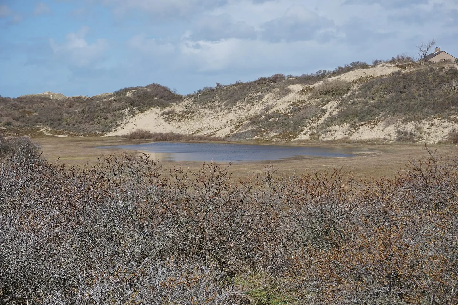 Duinlandschap met struikgewas, een plas water in de duinpan en zandduinen onder een bewolkte lucht