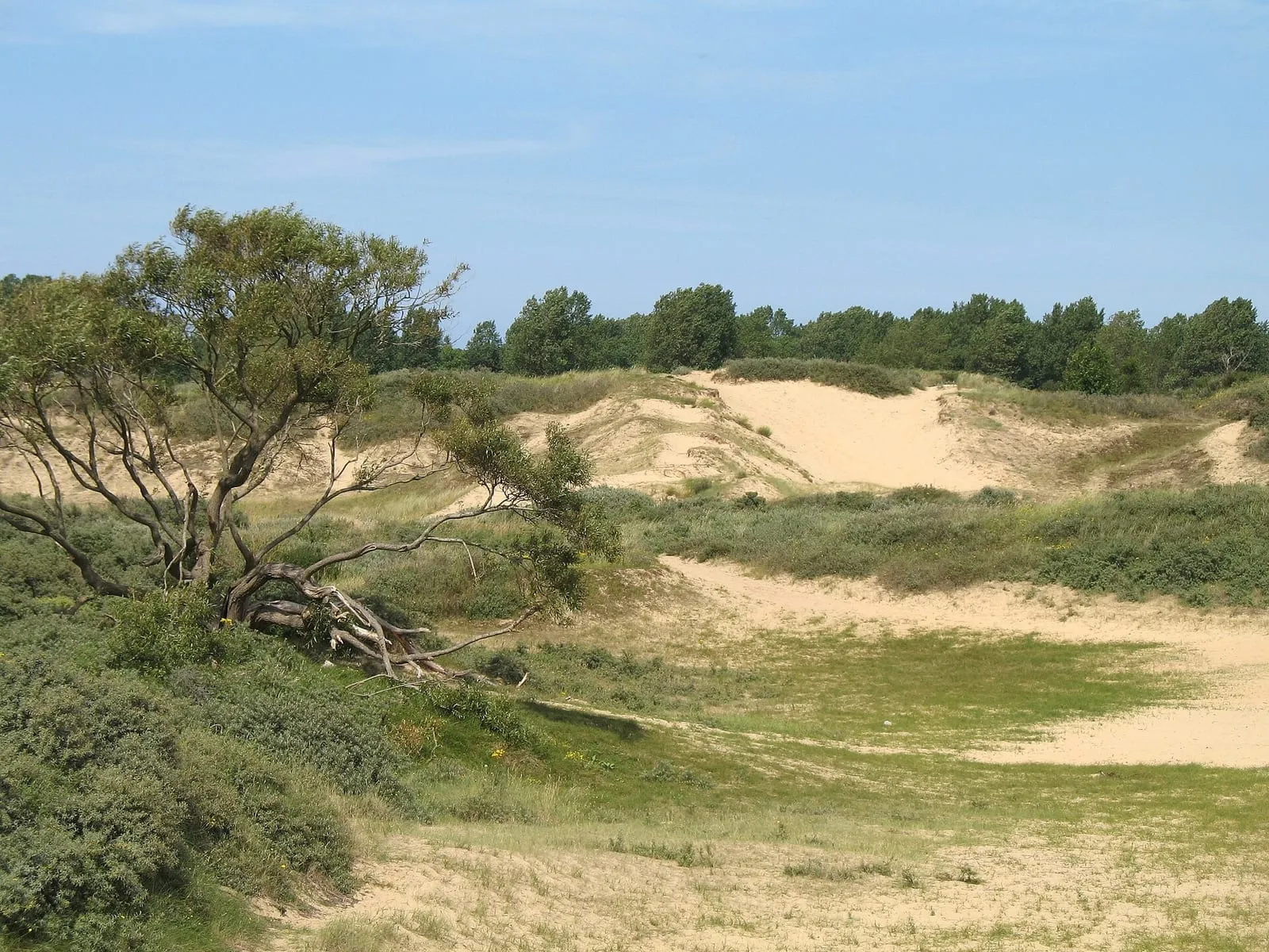 Een duinlandschap met een kale boom, zandvlakten en struiken, met bomen aan de horizon