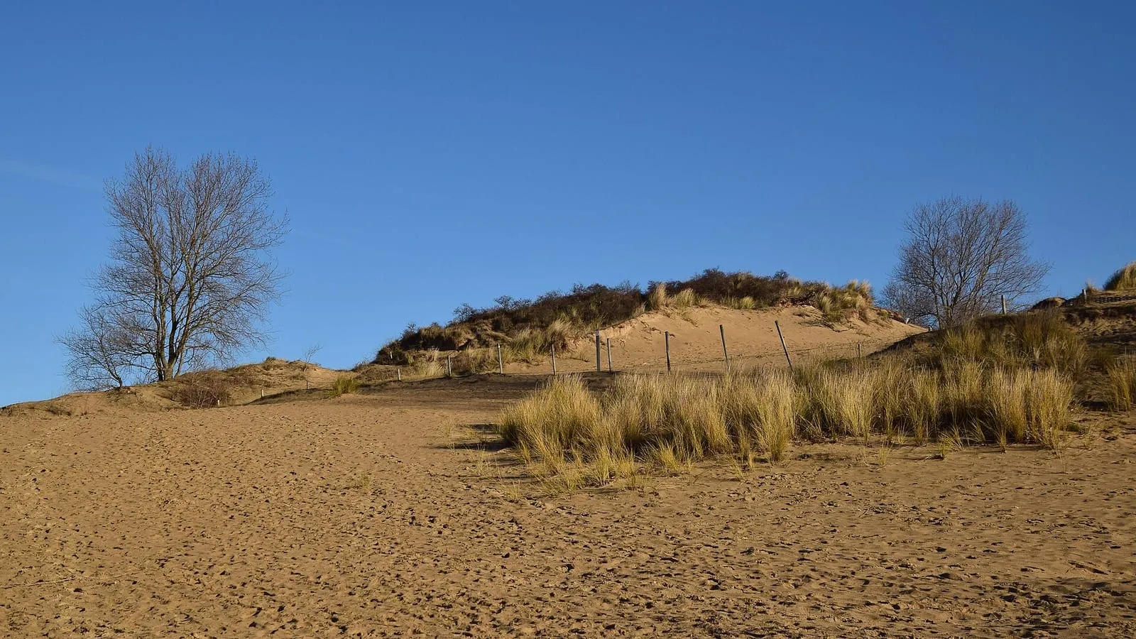 Een open zandvlakte tussen de duinen met helmgras en een paar kale bomen onder een blauwe lucht