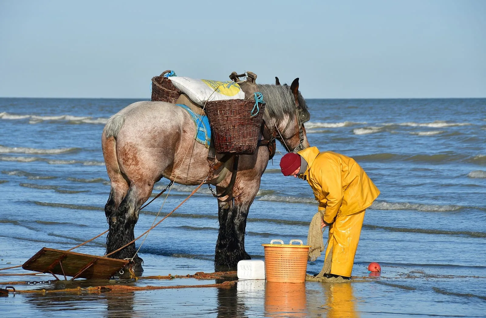 Een garnaalvisser in een geel pak buigt zich over het net naast zijn paard, tussen oranje emmers in het water