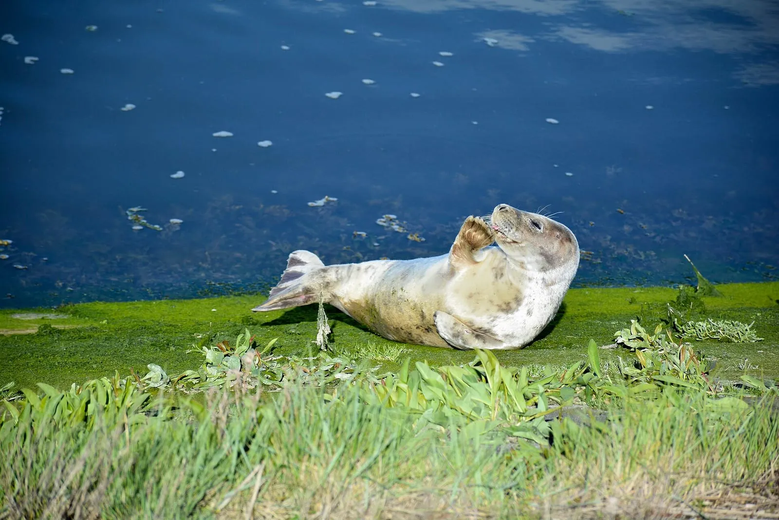 Een zeehond ligt op een groene, begroeide rand aan het water