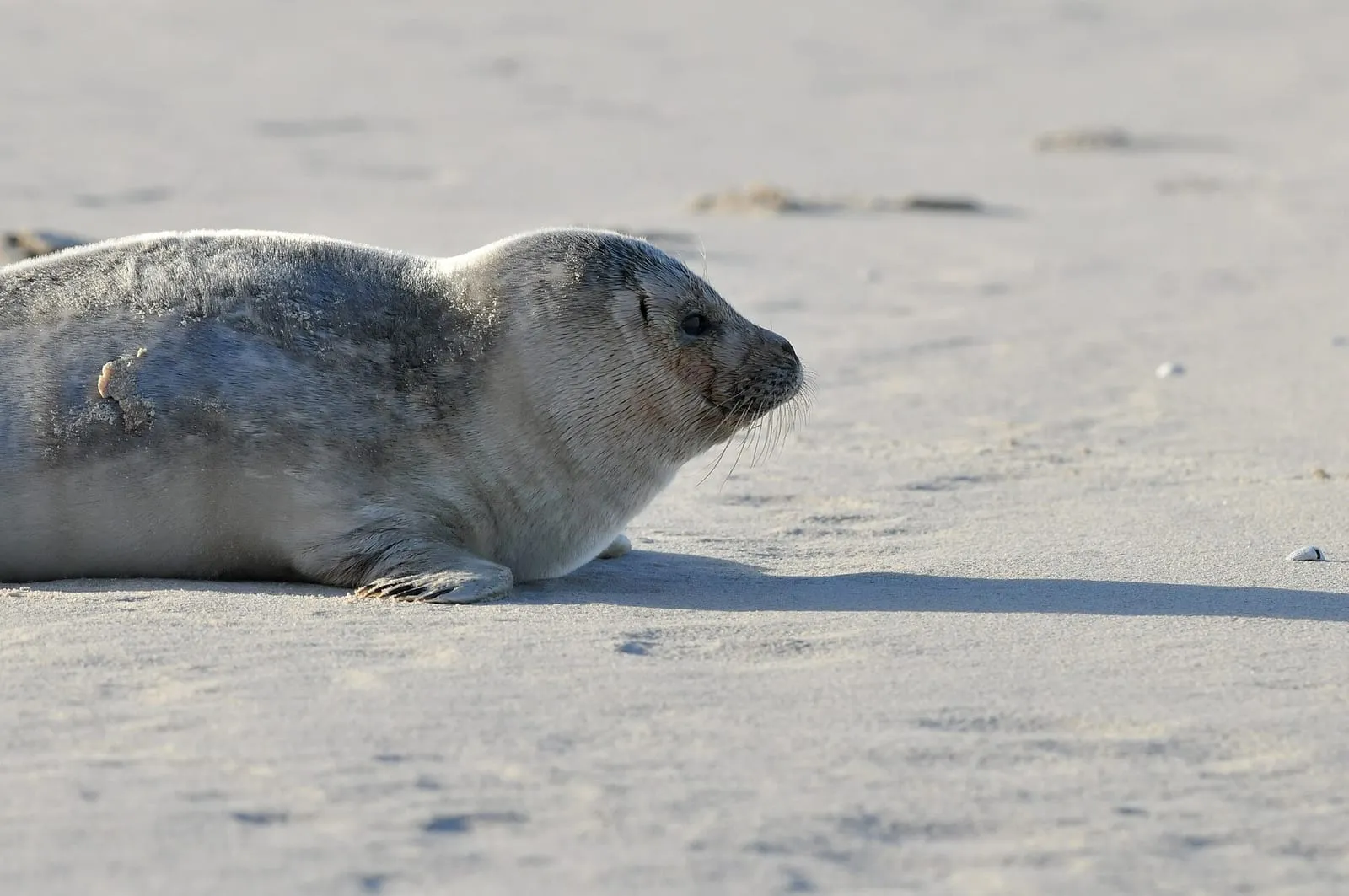 Een zeehond ligt op het zand met zijn kop opgeheven