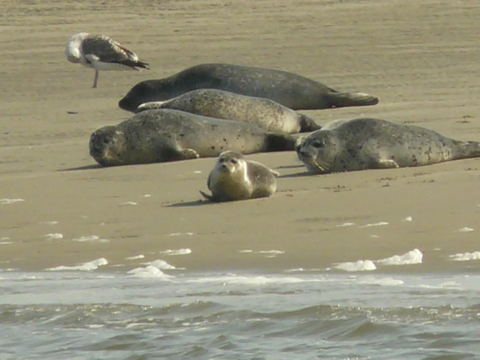 Een groepje zeehonden ligt op het zand, met een meeuw erbij